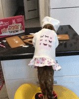 Cat Cook GIF by JustViral.Net