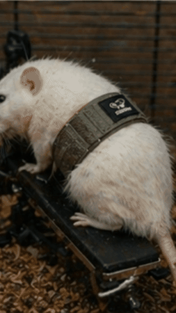 SQUATRAT GIF