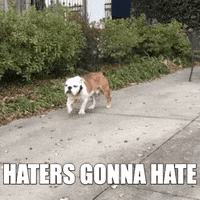 haters gonna hate dog gif