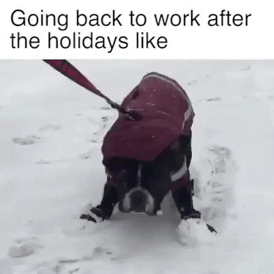 New Year Dog GIF by JustViral.Net