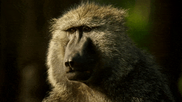Sad Baboon GIF by Discovery