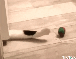 excited cat GIF by TikTok