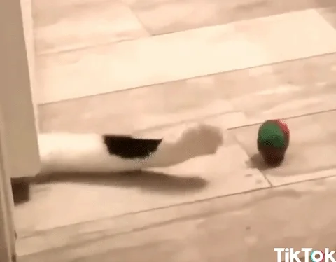 excited cat GIF by TikTok