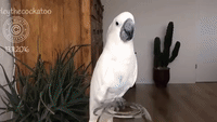 Clever Cockatoo Figures out how to get to Hidden Snacks