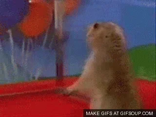 beaver GIF