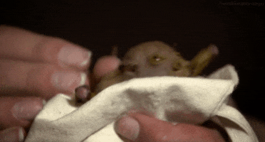 200.gif?cid=fc005b086281027edaa46e91bbaeaaca786370b8200eeb2a&rid=200.gif&ct=g