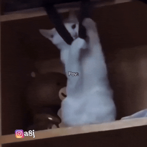 Cat GIF