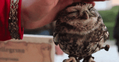 pet owl GIF