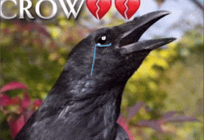 Bro Crow GIF