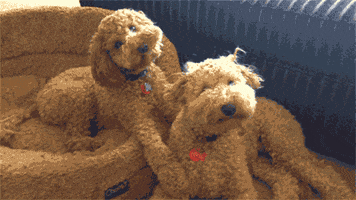 dog what confused poodle head tilt