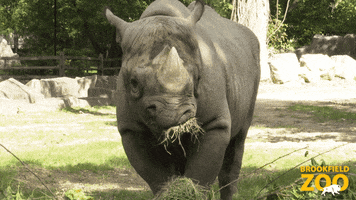 Bored Snacks GIF by Brookfield Zoo