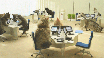 Customer Service Cat GIF