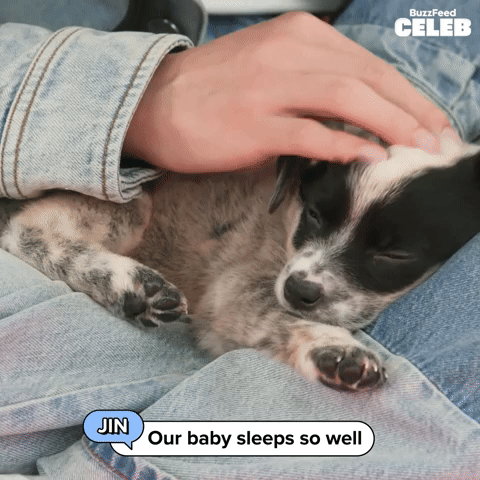 Sleepy Puppy
