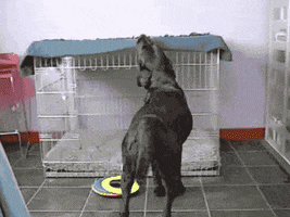 Video gif. A black lab pulls a blanket from the top of his crate as he climbs inside. He turns around and lays down, tucking himself in for a nap. 