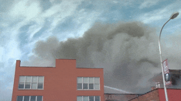 Buffalo GIF