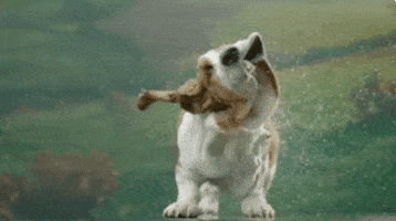 dog wet shaking basset hound