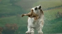 wet basset hound GIF