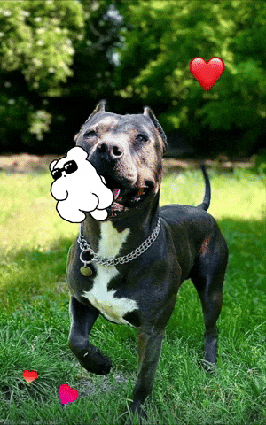 Dog GIF