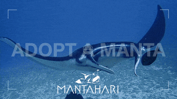 Adopt Me Labuan Bajo GIF by Mantahari Ocean Care