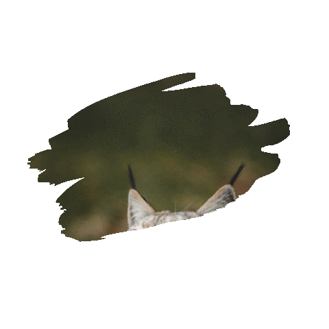 Tierpark Sababurg Sticker