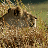 Relaxing Big Cat GIF by Nature on PBS