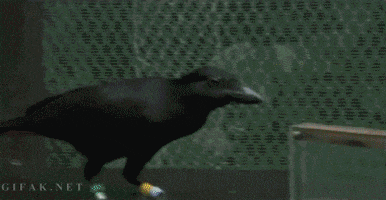 crows GIF
