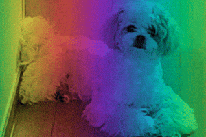 Pporiisdog GIF