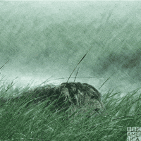 enchanted kingdom lion GIF by BBC America
chances