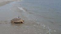 Two Rehabilitated Sea Turtles Released Into Ocean off Cape Cod