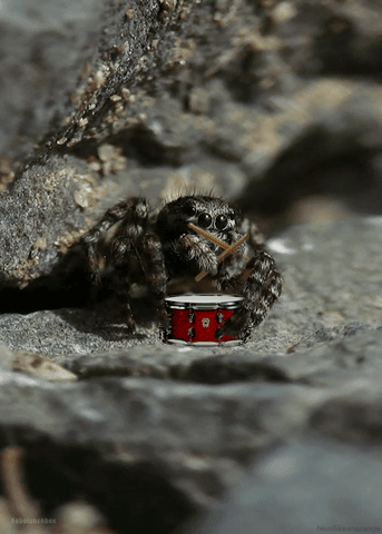 Boisz się pająków