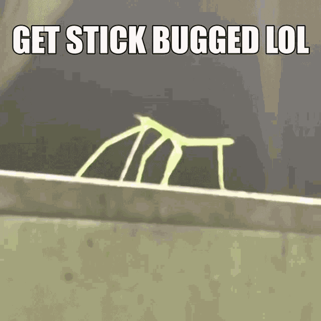 Stick Bug GIFs - Get the best GIF on GIPHY