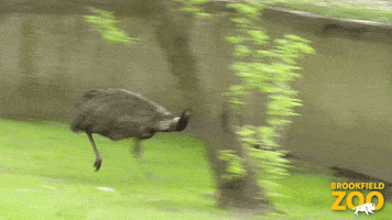Run Away Lets Go GIF by Brookfield Zoo
