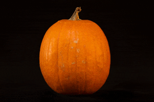 Pumpkins Bradleyu GIF by Bradley University