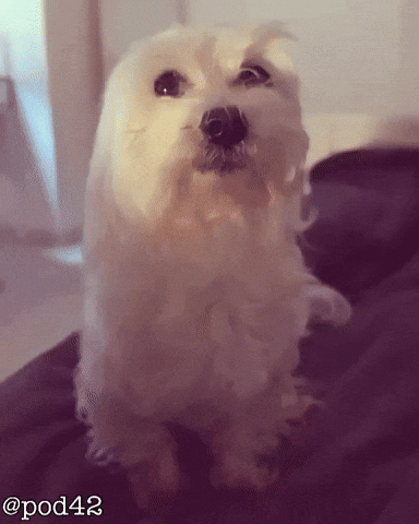 Dog What GIF