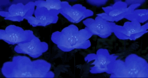 Rain Anime Flowers In Wet Ground GIF  GIFDBcom