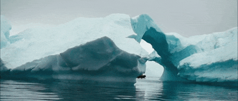 Seals GIF