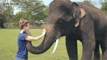 Video gif. A woman pats an elephant on the trunk, then walks away, waving goodbye. The elephant waves back with his trunk, ears flapping.