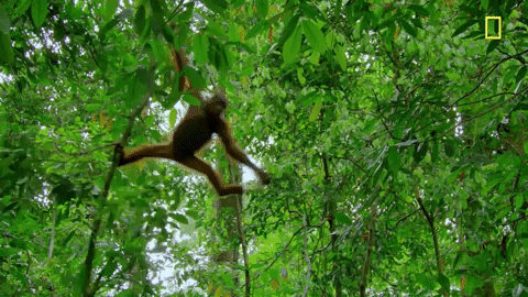 Monkey-swinging GIFs - Get the best GIF on GIPHY