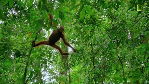 swinging nat geo GIF by National Geographic Channel
