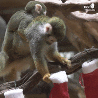 Merry Christmas GIF by Zoo Berlin