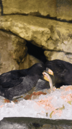 Nom Nom Eating GIF by Monterey Bay Aquarium