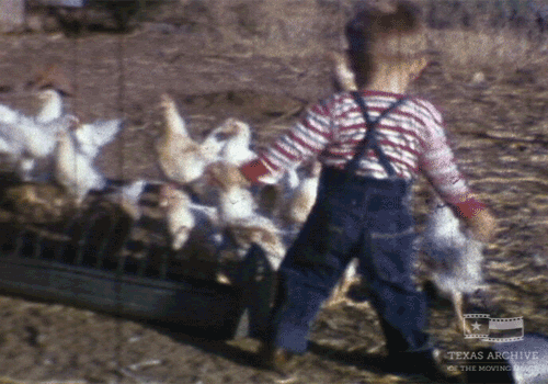 Texas Chicken GIFs - Get the best GIF on GIPHY