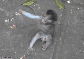 monkey hug GIF