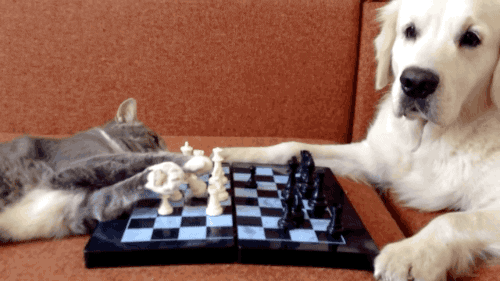 Board-game GIFs - Get the best GIF on GIPHY