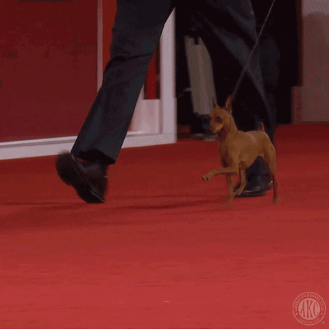 What Is That Dog Show GIF by American Kennel Club