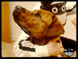 Love You Dog GIF by Stick Up Music
