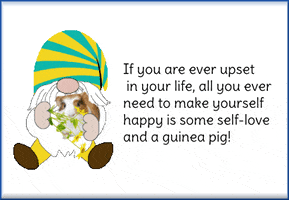 Guinea Pig Gnome GIF