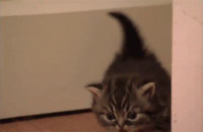 Safe For Work Cat GIF - Find & Share on GIPHY