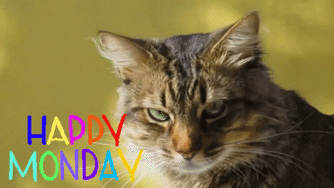happy monday funny cat