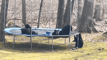 Bears Playing GIF by Storyful